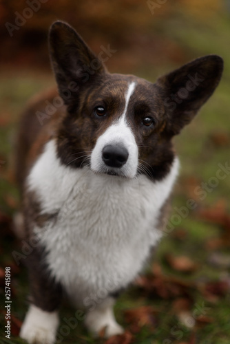 Adult dog welsh corgi cardigan posing outdoore