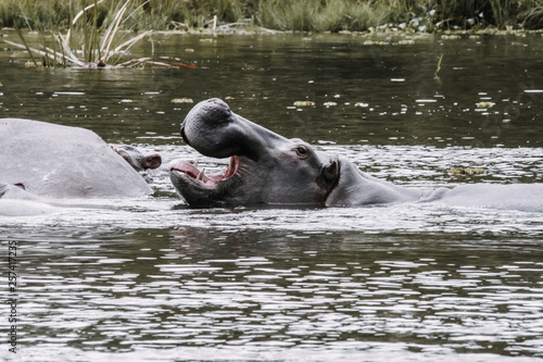 Portrait Hipopotamo in the river © JoseAntonio