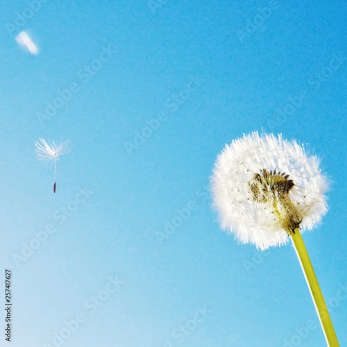 Fototapeta Naklejka Na Ścianę i Meble -  Seeds fly out of a dandelion against a clear sky