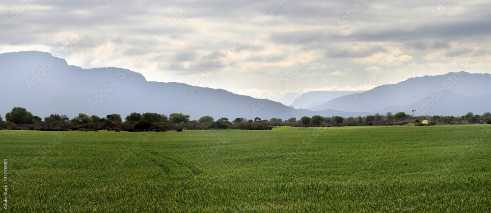 Naklejka premium Corn fields in the Western Cape
