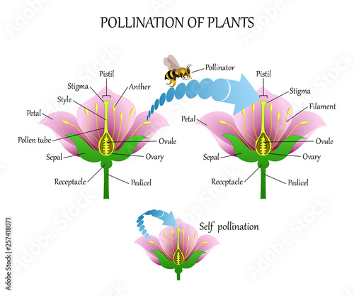 Pollinating plants with insects and self-pollination, flower anatomy education diagram, botanical biology banner. Vector illustration.