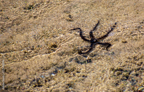 Black Starfish in the sea  low tide. Egypt. Photo taken above the water.