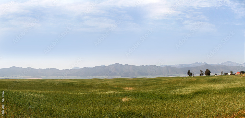 Corn fields in the Western Cape Corn fields in the Western Cape