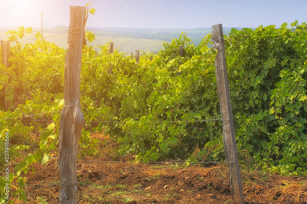 Vineyards on a sunny summer day Vineyards on a sunny summer day