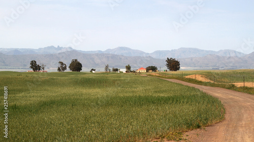 Corn fields in the Western Cape
