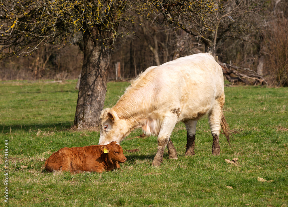 Obraz premium cow with calf on a meadow