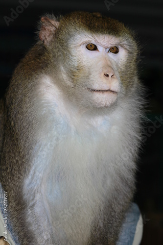 MACAQUE-CRAB PORTRAIT OF A SERIOUS
