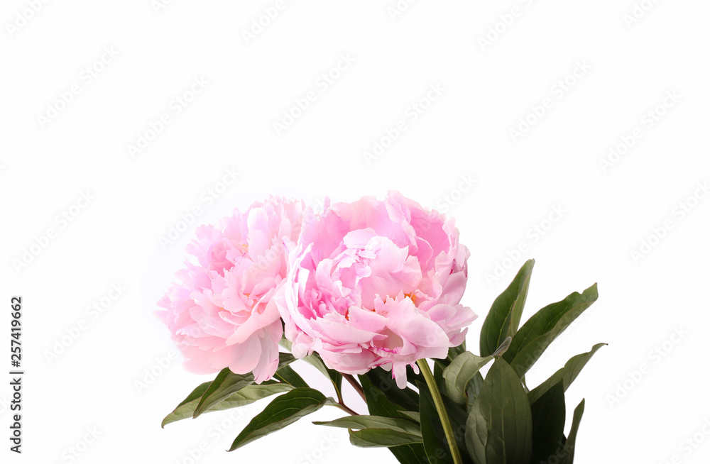 pink peonies on a gentle background pink peonies on a gentle background