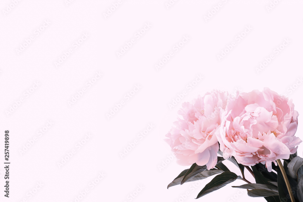 pink peonies on a gentle background