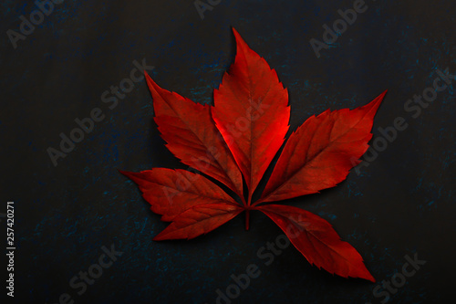 red autumn leaves on abstract background