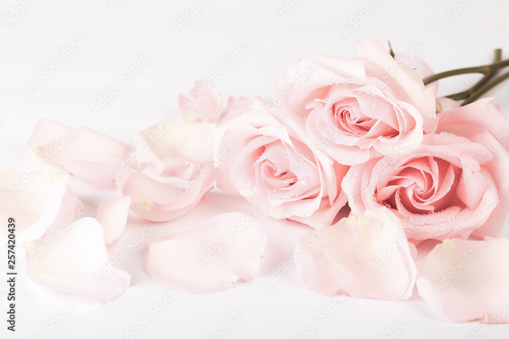 Fototapeta premium gently pink roses retro style. wedding shabby chic background