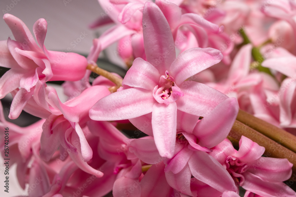 Macro shot of pink hyacinth flower 