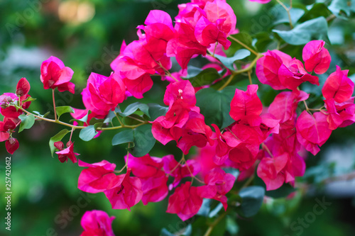 Pink bougainvillea flowers in the summer garden
