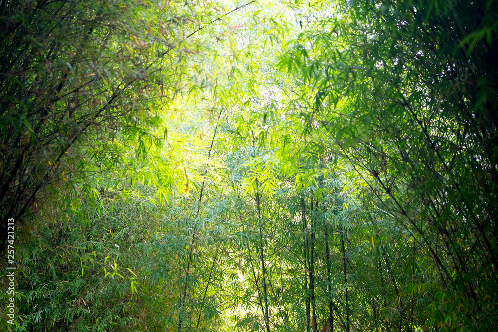 Fototapeta premium Bamboo forest with sunlight