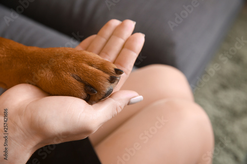 Cute funny dog giving paw to owner at home, closeup