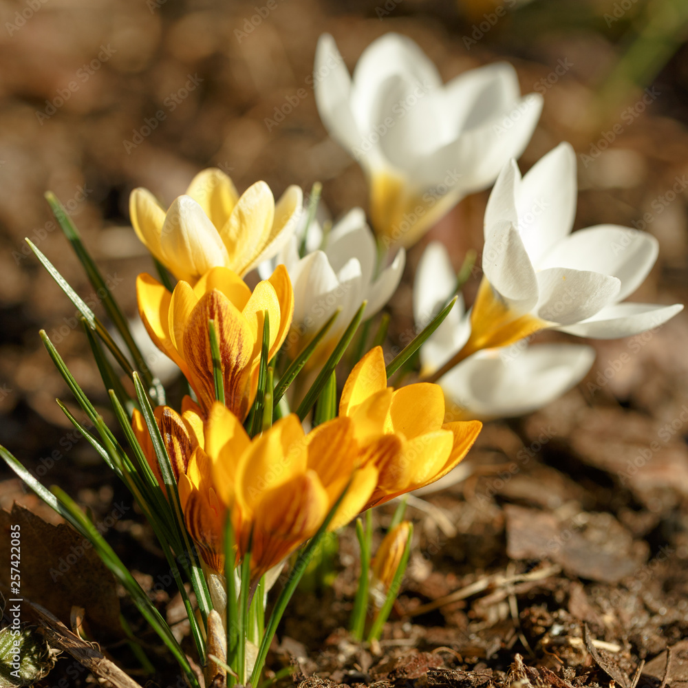 Fototapeta premium Spring Image with Colorful Purple Violet Yellow Beautiful Fresh Crocuses in the Evening