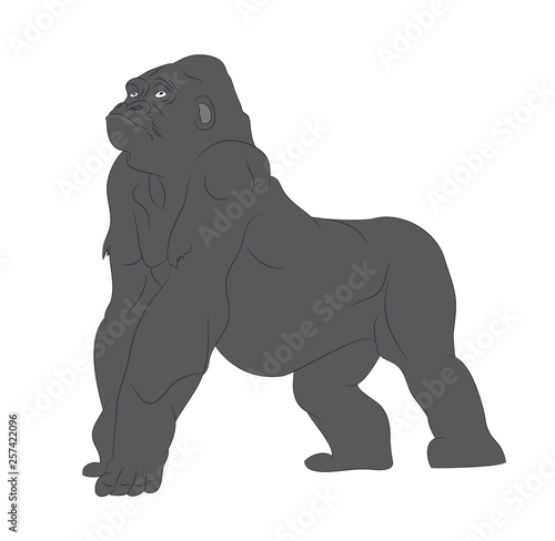 Fototapeta Naklejka Na Ścianę i Meble -  vector illustration of a gorilla, drawing color, vector