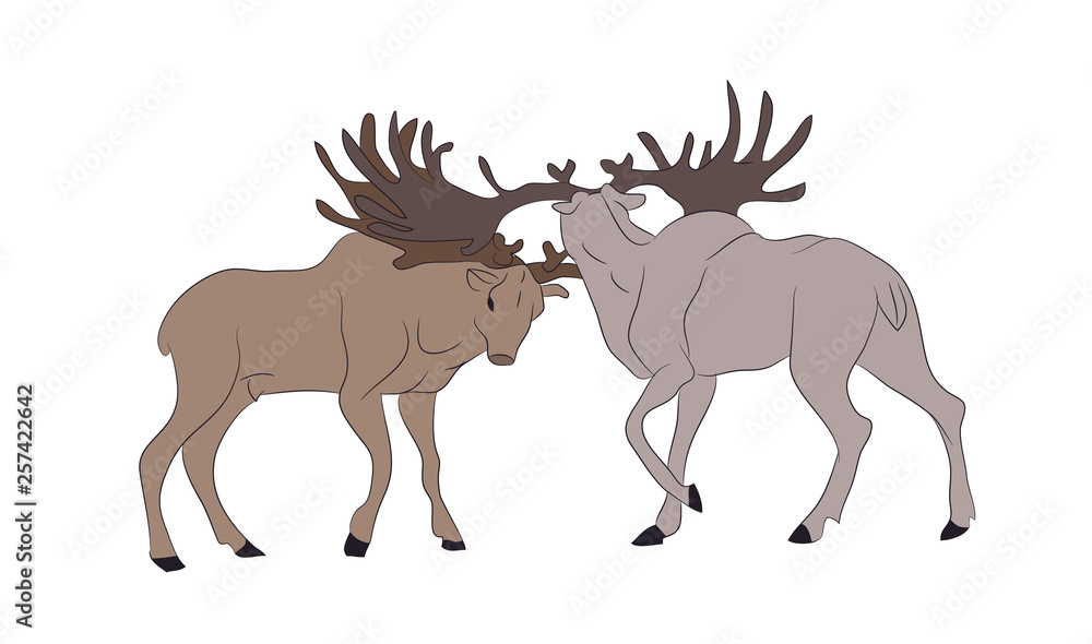 vector illustration of deer who fight, vector, color
