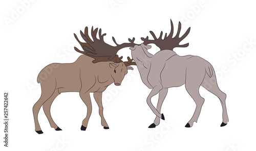 vector illustration of deer who fight  vector  color