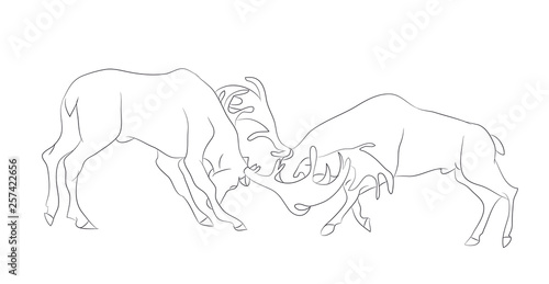 vector illustration of a deer fighting  drawing by lines