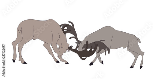 vector illustration of deer who fight  vector  color