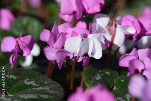 Alpenveilchen - Cyclamen