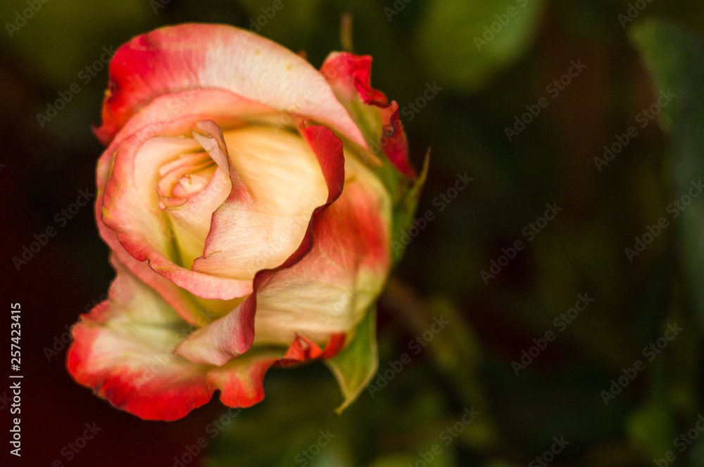 Beautiful yellow-red Rose flower. Nature. close up, selective focus Beautiful yellow-red Rose flower. Nature. close up, selective focus
