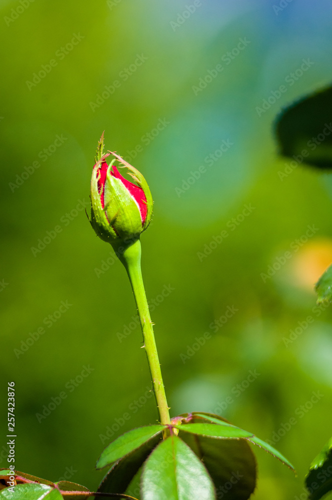 Red Rose flower. Nature. close up, selective focus Red Rose flower. Nature. close up, selective focus