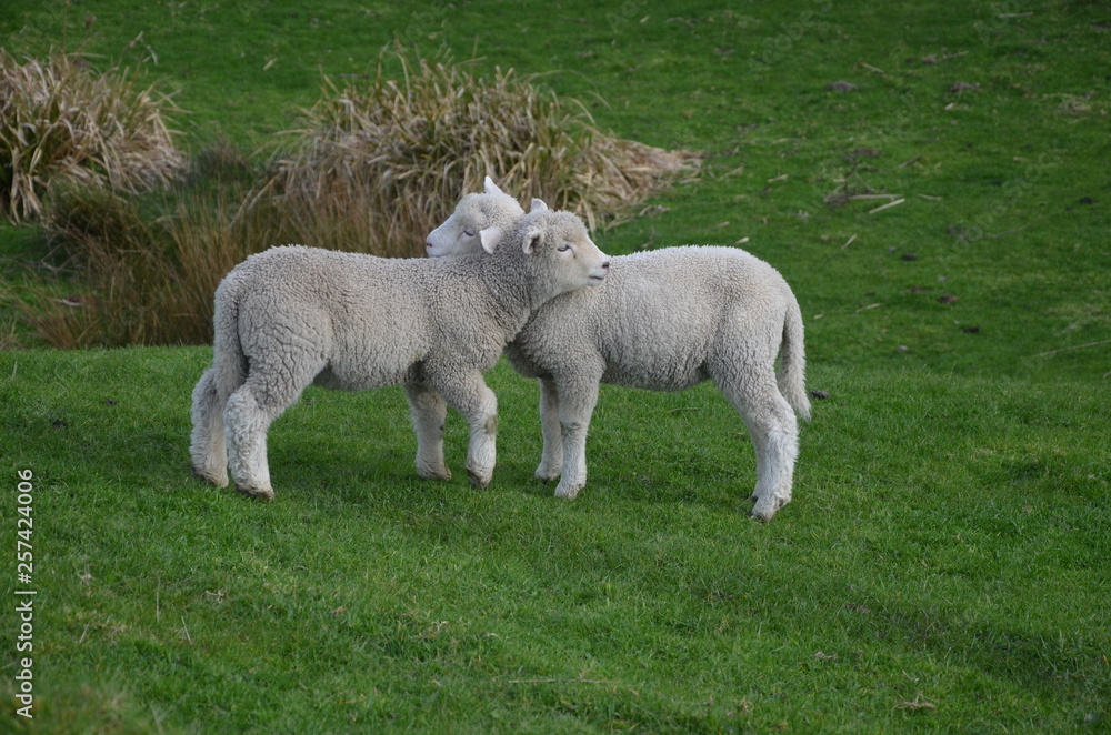 Obraz premium Baby sheep cuddling