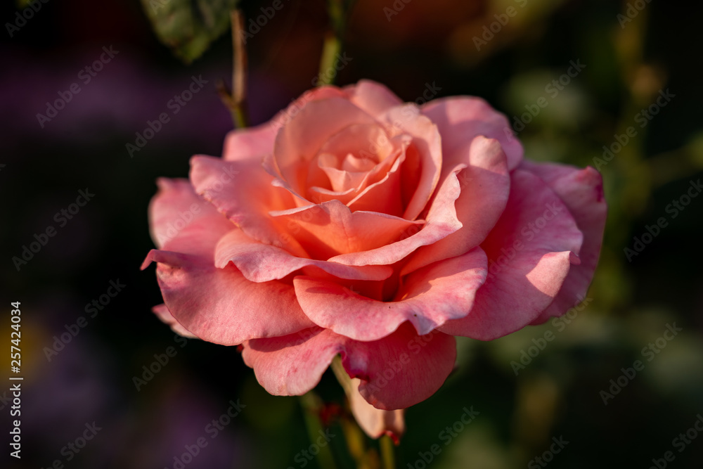 Pink Rose