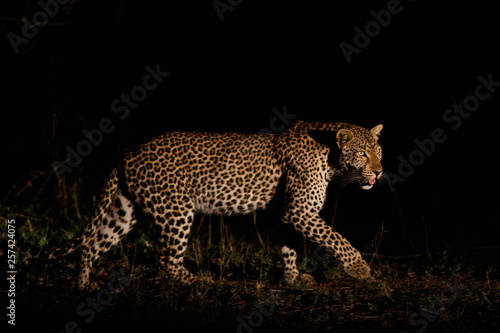 Leopard hunting in the dark - Sabi Sands Game Reserve in the Greater Kruger Region- South Africa
