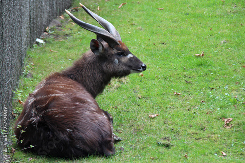фотографія Sitatunga