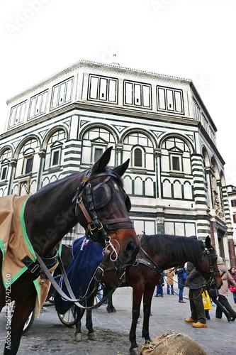 Horses in Duomo square, Florence, Italy