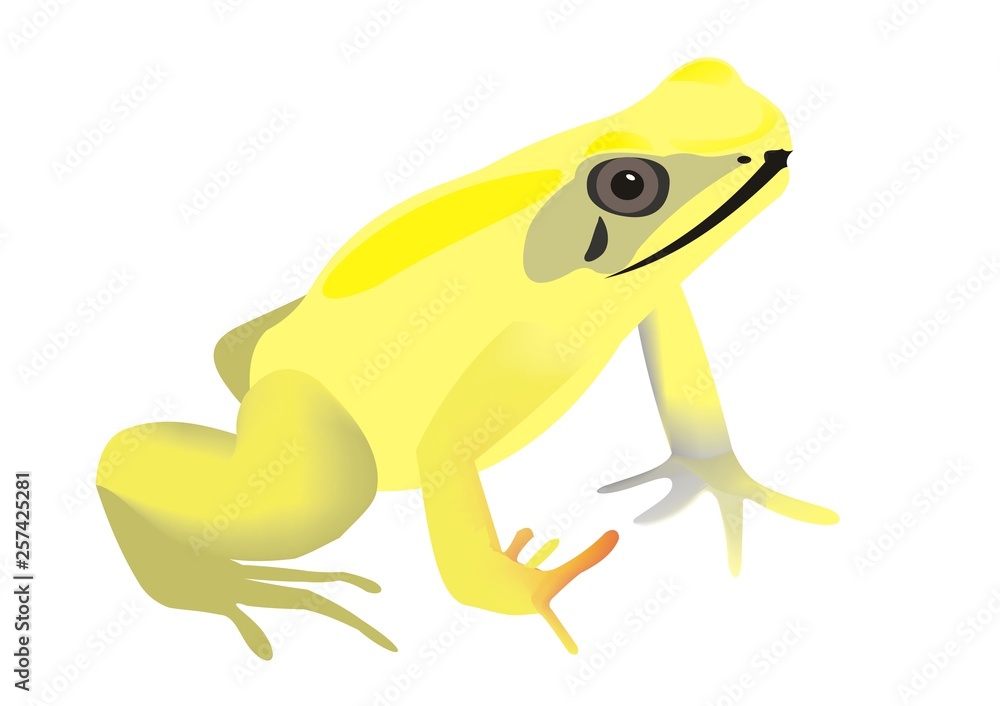 Fototapeta premium Illustration of a golden poison frog (Phyllobates terribilis)