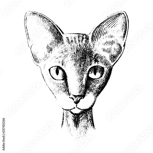 Vector cat of breed the Sphinx head is symmetrical sketch graphics black and white vector illustration