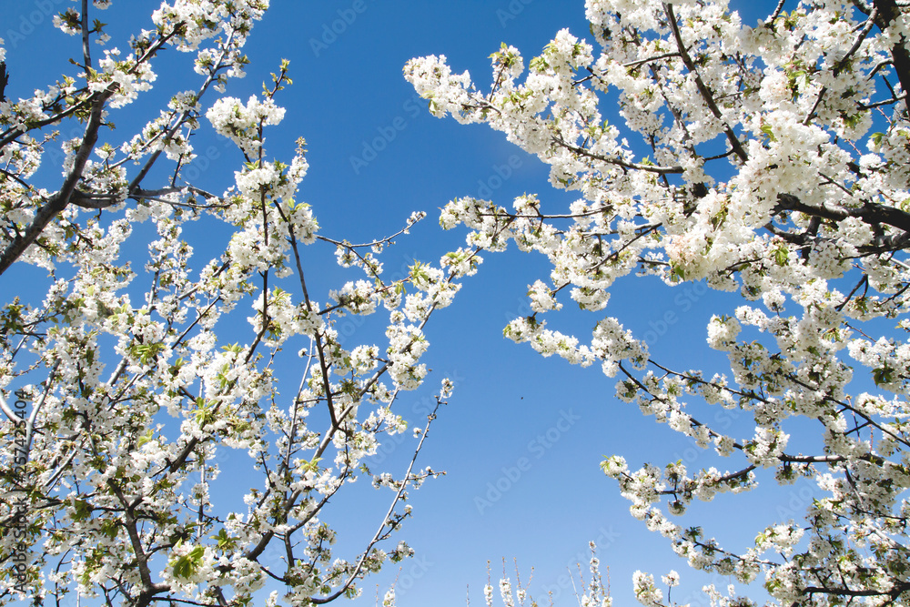 Cherry blossom white flowers and blue sky Cherry blossom white flowers and blue sky