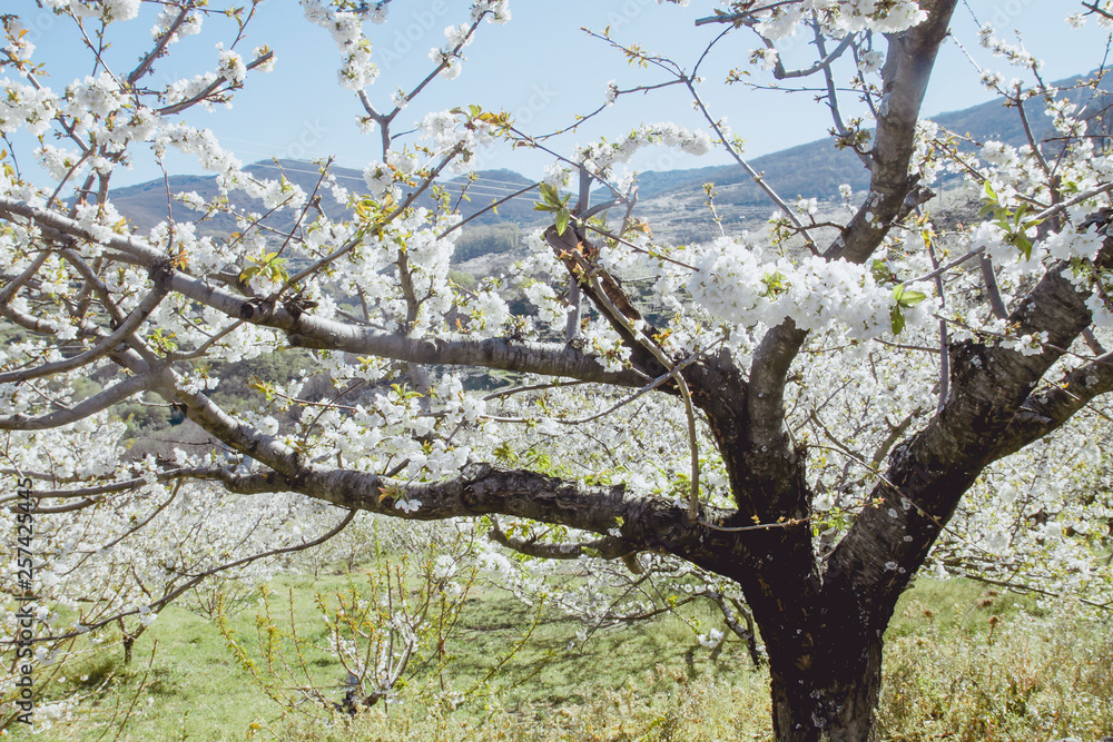 Cherry blossoms in Valle del Jerte, Spain Cherry blossoms in Valle del Jerte, Spain