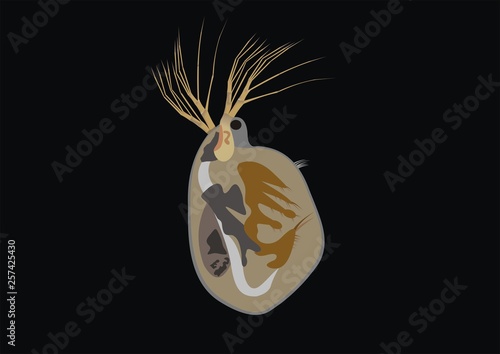 Illustration of the water flea, Simocephalus vetulus photo