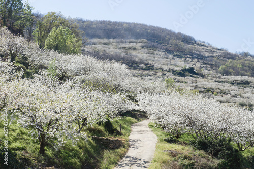 Foto Spring in valle del Jerte