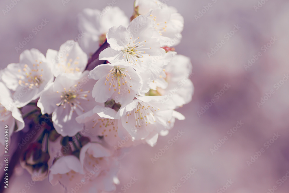 Cherry blossoms close up