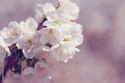 Cherry blossoms close up © Azahara MarcosDeLeon