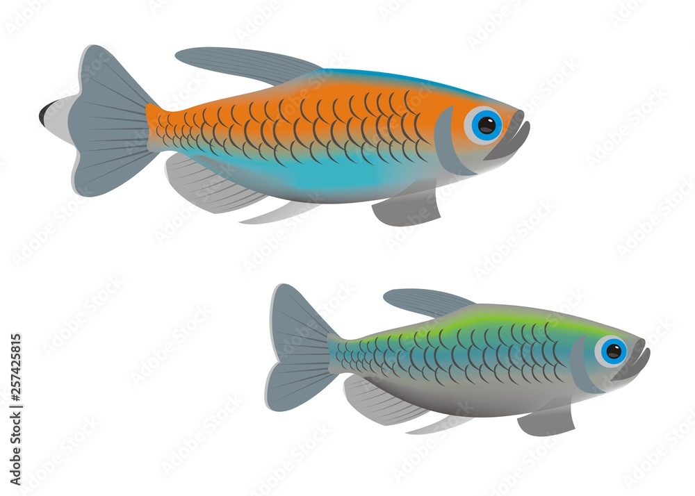 Illustration of a pair of Congo tetra (Phenacogrammus interruptus) Illustration of a pair of Congo tetra (Phenacogrammus interruptus)