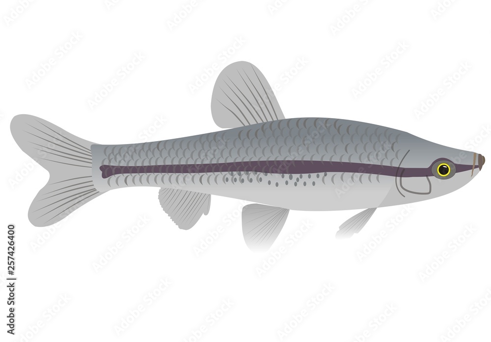 Illustration of a stone moroko, Pseudorasbora parva Illustration of a stone moroko, Pseudorasbora parva