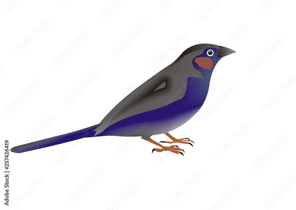 Obraz premium Illustration of a red-cheeked cordonbleu, Uraeginthus bengalus