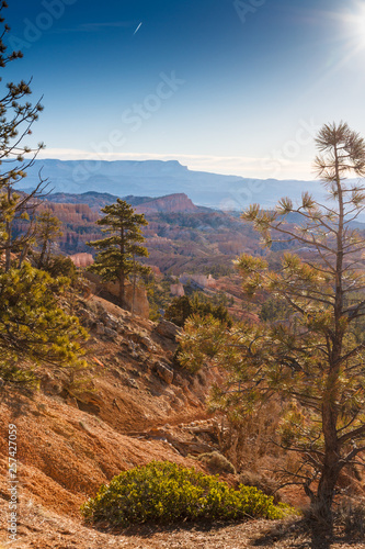 Schlucht und Pinienbäume im Bryce Canon National Park, Utah, USA; Hochkantaufnahme