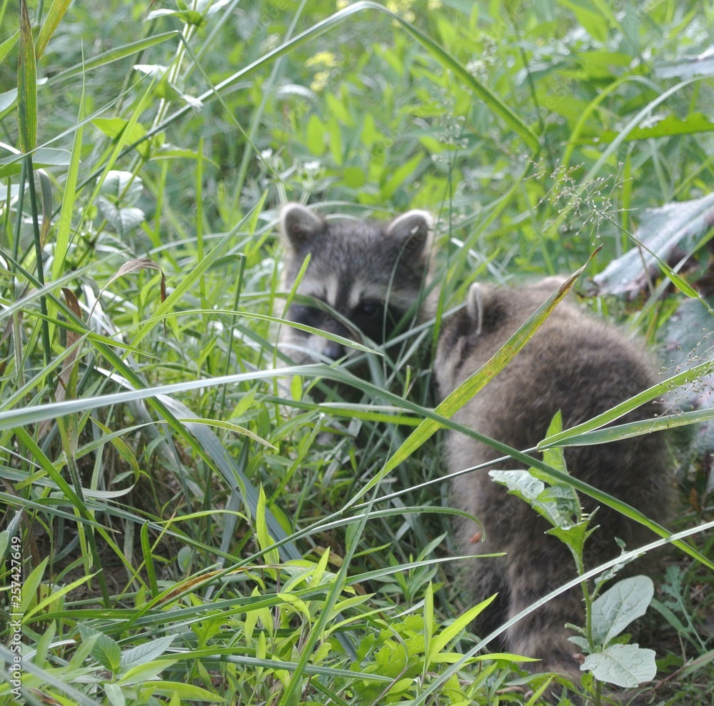 Obraz premium baby racoons