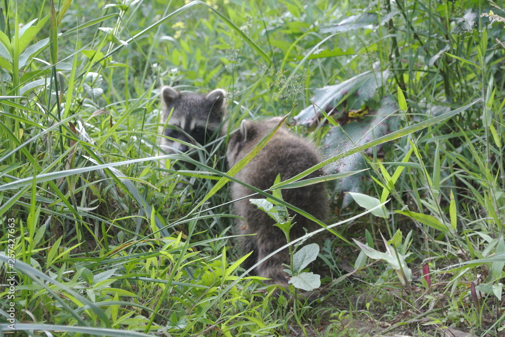 Obraz premium baby racoons