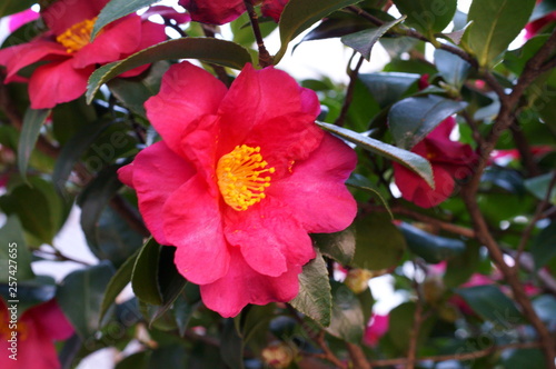 Camellia japonica red flower