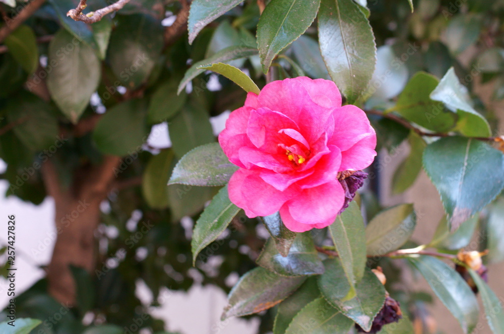 Camellia japonica red flower