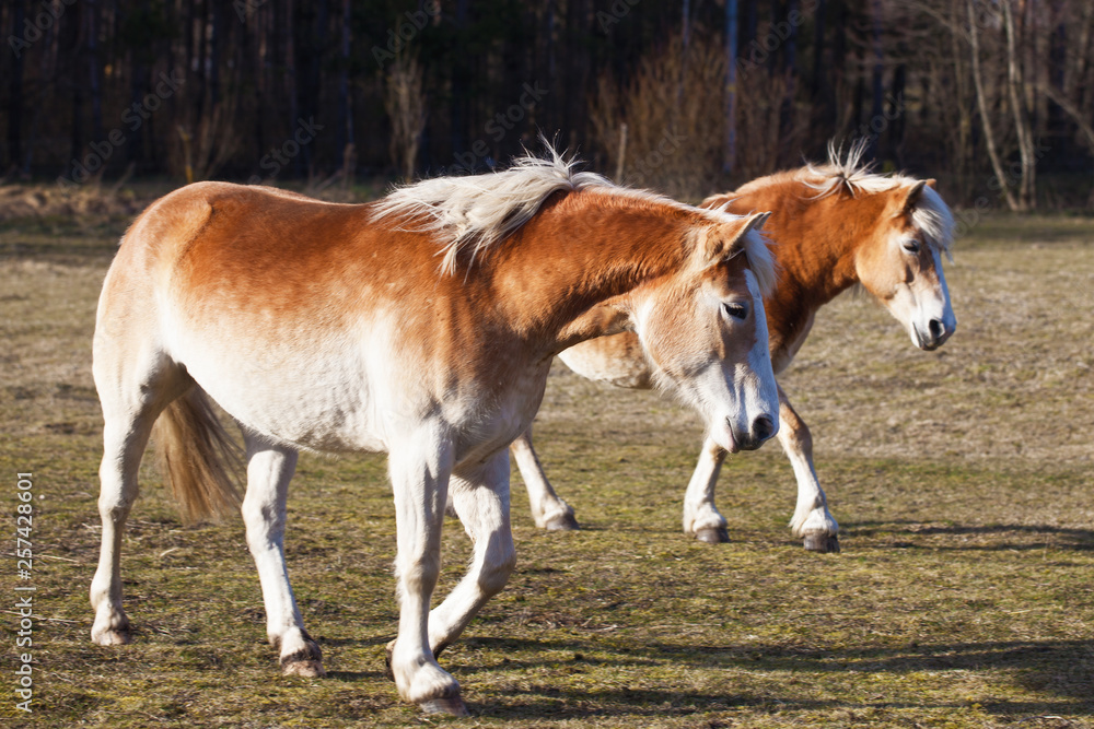 Two horses walking on a field. Animals sunny day on a farm. Two horses walking on a field. Animals sunny day on a farm.